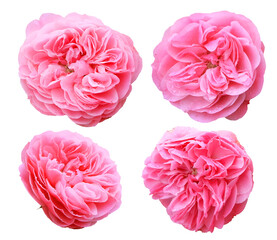 Set of pink english roses on a white background, isolated.