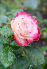 White-pink rose among foliage covered with raindrops in autumn, macro photography, selective focus, blurred background, vertical orientation