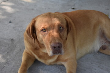 beatiful labrador retriever dog