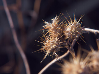 roślina sucha makro kolce brązowa © Piotr
