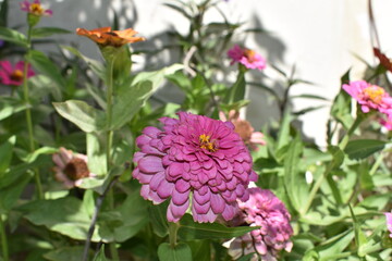 beautiful little pink flower