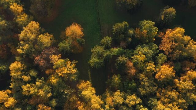 Autumn forest view from copter. Fall nature