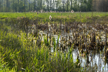 Obraz premium Ein fast zugewachsener Teich auf einer sumpfigen Wiese.