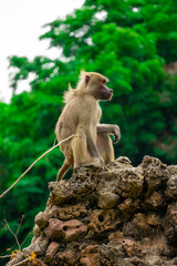 Monkeys in the wild are sitting on rocks. Rainforest mammals are relaxing during the day.
