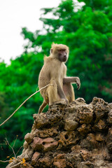 Monkeys in the wild are sitting on rocks. Rainforest mammals are relaxing during the day.