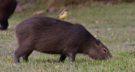 Capybara in Esteros del Ibera, Argentina