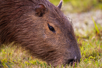 Capybara in Esteros del Ibera, Argentina
