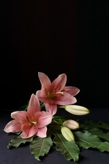 Fototapeta na wymiar Background with pink lily flower, Lilium bulbiferum