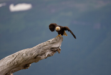 Bald Eagle, Hallo Bay, Katmai National Park, Alaska