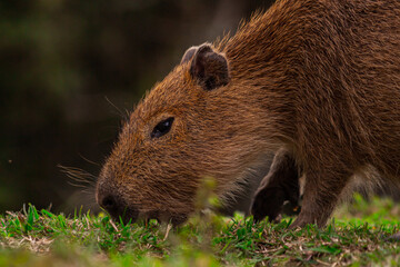 Capibara in Argentina
