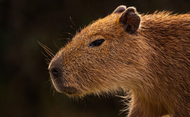 Young Capybara Portrait close up in Esteros del Ibera, Argentina (Hydrochoerus hydrochaeris)