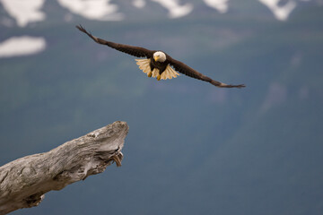 Bald Eagle, Hallo Bay, Katmai National Park, Alaska