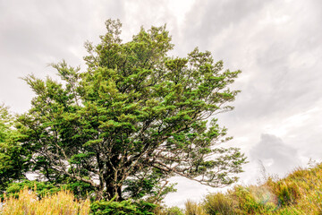 Single tree in Tongariro National Park