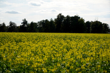 Fototapeta premium field of rapeseed