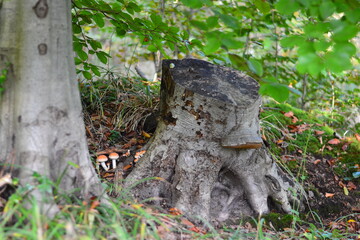 mushrooms near the stump