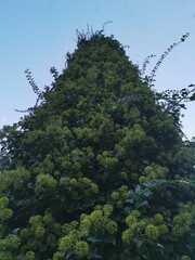 trees and sky