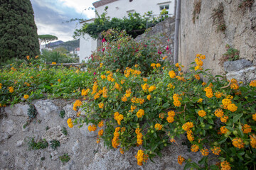 
Yellow flowering on villa Rufolo near amalfi coast Campania. Idylliс italian nature in autumn