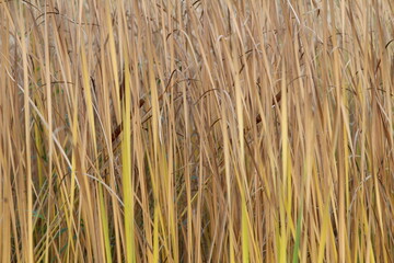 cattail