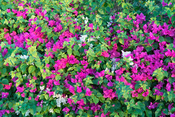 Blooming pink and white bougainvillea. Bougainvillea flowers as natural background.