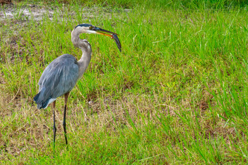 Obraz na płótnie Canvas Full body, side view of a Great Blue Heron eating a fish in the grass.