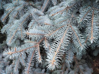 Twigs of real blue spruce. Coniferous tree.