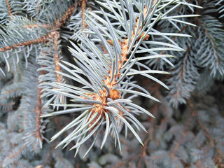 Naklejka na ściany i meble Twigs of real blue spruce. Coniferous tree.