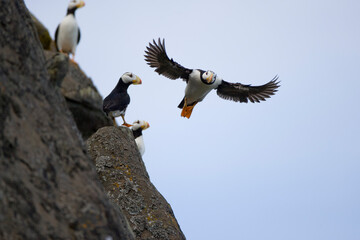 Horned Puffins, Katmai National Park, Alaska