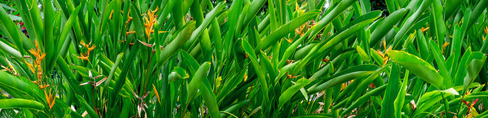 Heliconia flowers are photographed in landscape for tropical design backgrounds. Banana flowers are a type of tropical ornamental plant.