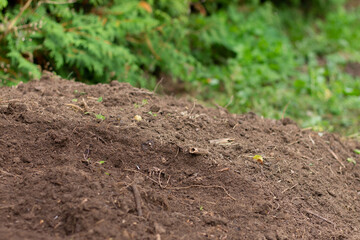 Compost in the garden. Freshly composted earth from compost bin. nutrient rich vegetables converted to soil.