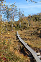 Fototapeta premium The beautiful and colourful landscape around Rago National park in the heart of Northern Norway