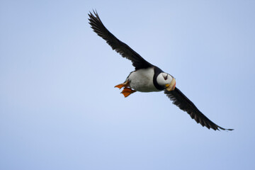 Horned Puffin, Katmai National Park, Alaska