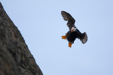 Tufted Puffin, Katmai National Park, Alaska