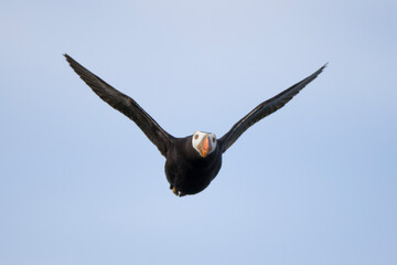 Tufted Puffin, Katmai National Park, Alaska