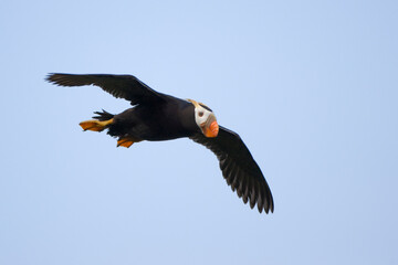Tufted Puffin, Katmai National Park, Alaska
