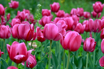 Pink tulip spring flowers close up