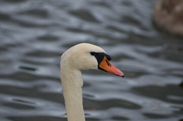 Cygnus olor,  swan, autumn on the pond