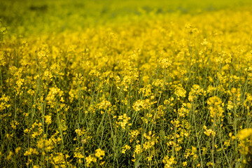 Field of bright yellow rapeseed in spring. Oilseed rape