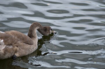 Cygnus olor,  swan, autumn on the pond