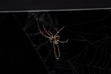 Big scary spider and spiderweb against dark background