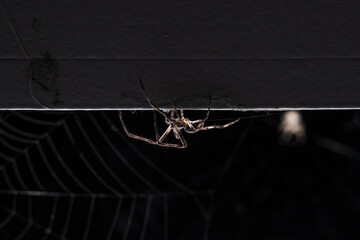 Big scary spider upside down and spiderweb against dark background