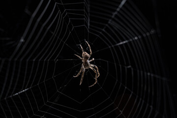 Big scary spider and spiderweb against dark background