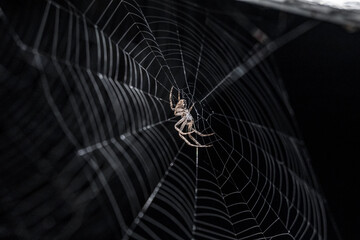 Big scary spider and spiderweb against dark background