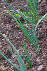 Young green onions on a bed in the brown earth in spring