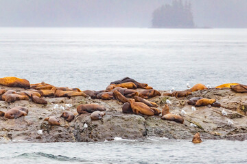 Steller sea lions from gulf of alaska Whittier cruise