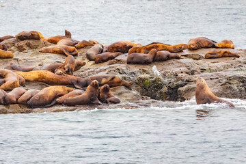 Fototapeta premium Steller sea lions from gulf of alaska Whittier cruise