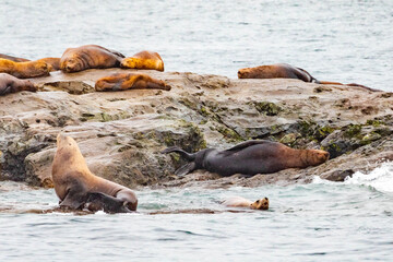 Steller sea lions from gulf of alaska Whittier cruise