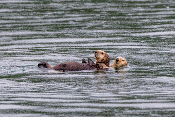 Fototapeta premium Cute sea otters swimming in gulf of Alaska