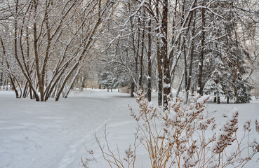 Beauty of winter landscape in snowy city park
