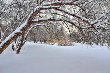 Beauty of winter landscape in evening snowy park