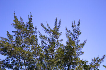 Pinheiros bem altos com fundo do céu azul